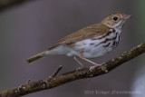 Ovenbird (5)