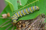 Butterflies (60+)