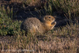 Black-tailed Prairie Dog (3)