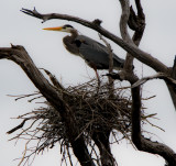 Blue Heron on Nest