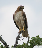 red-tailed hawk on perch
