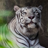 tiger white
