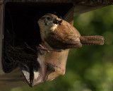 Wren with bug