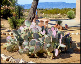 Arizona