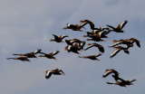 Black-bellied Whistling-Duck