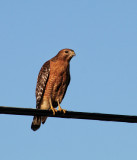 Red Shoulder Hawk