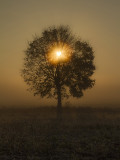 a tree's heart