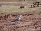 Lyman Lake, AZ