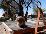 Casey on a Rail Car - Wickenburg, AZ