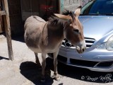 Oatman, AZ