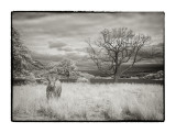 Loch Achray, Stirling