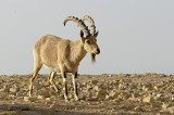 Young Nubian Ibex