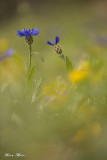 671A7245.jpg    Cornflower