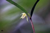 Mega Tiny Orchid