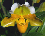 20171471 - Paph. Barbi Soccer Mom 'Hoy-Hoy-Hoy' CCM/AOS (87-points) 2-4-2017 (Arnold Klehm) Flower .jpg