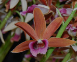 20171485 - Phaius tankervillae 'Joz's Beauty' CCM/AOS (82-points) 3-4-2017 (Terri Jozwiak) flower