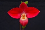 20171457  -  Phragmipedium  Inca  Rose  Super  Star  AM/AOS  (84  -  points)  1-28-2017  (Orchids, Ltd.)