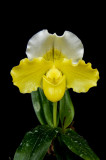 20171459 - Paph. Blaire Badgley 'St Louis #1' AM/AOS (83 - points) 1-28-2017 (Arnold Klehm) plant