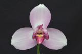20171465 - Lycaste Spring Performer 'Winter Rose' AM/AOS (82 - points) 1-28-2017 (Orchids, Ltd.) flower