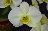 20171476 - Phal. Norman's Jade 'Magnus' AM/AOS (82 - points) 1-28-2017 (Katherine Weitz) flower