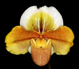 20171496  -  Paph.  Vallimer  Gilbert  Mighty Mini  HCC/AOS  (78  - points)  3-11-2017  (A. Klehm)