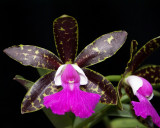 20162590  -  Cattleya  Pradits  Spot  Isabels  Delight  AM/AOS  (82  -  points)  9-17-2016  (Natts Orchids)