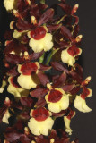 20162626 - Onc. Volcano Hula Halau 'Tasadee's Delight' HCC/AOS (79 - points) 9-17-2016 (Natt's Orchids)