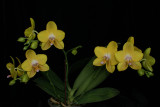 20171508 - Phal. Lioulin Lawrence 'Dusty's Sunshine G847' HCC/AOS (77 points) 5-13-2017 (Lois & Nile Dusdieker)