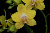 20171508 - Phal. Lioulin Lawrence 'Dusty's Sunshine G847' HCC/AOS (77 points) 5-13-2017 (Lois & Nile Dusdieker) flower