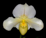 20171497 - Paph. White Queen 'Rosalie' AM/AOS (85 - points) 3-11-2017 (Rosalie & Joe Dixler)