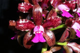 20171514 - Cattleya tigrina 'Kathleen II' AM/AOS (84 points) 7-8-2017 (William Rogerson)