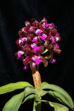 20171514 - Cattleya tigrina 'Kathleen II' AM/AOS (84 points) 7-8-2017 (William Rogerson) cluster