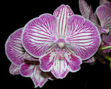 20171520 - Phal. Tying Shin Unicorn 'Iowa G817' HCC/AOS (76 points) 7-23-2017 (Robert Bannister) flower
