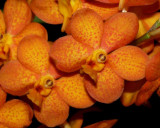 20171534 - Vanda Chaisiri 'Dr. Spike' HCC/AOS (77 points) 09-16-2017 (Larry Sexton) close