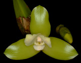 20171539 - Lycaste xanthocheila 'Orkiddoc' CBR/AOS (82 points) 10-14-2017 (Larry Sexton)