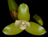 20171539  -  Lycaste  xanthocheila  Orkiddoc  CBR/AOS  (82  points)  10-14-2017  (Larry  Sexton)