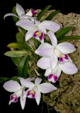 20171542 - Cattleya pumila var semi-alba 'Imperatriz' CCM/AOS (84 points) 10-14-2017 (William Rogerson) plant