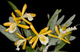 20171544 - Prosthechea Marina 'Grace's Delight' HCC/AOS (78 points) 10-14-2017 (Grace Arbuckle) plant