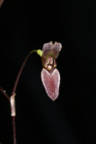 20171546 - Pabstiella arcuata 'Orkiddoc' CBR/AOS 12-9-17 (Larry Sexton) flower