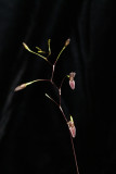 20171546 - Pabstiella arcuata 'Orkiddoc' CBR/AOS 12-9-17 (Larry Sexton) inflorescence
