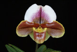 20182053  -  Paph.  Gigilight  Gay  Paree  AM/AOS  (80  points)  1-13-18  (Arnold  Klehm)