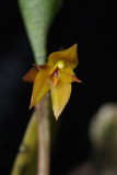 20182057  -  Pabstiella  aurantiaca  Orkiddoc  CBR/AOS  1-13-18  (Larry  Sexton)  flower