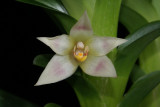 20182077 - Camaridium (Maxillaria) carinulata 'Orkiddoc' CBR/AOS 2-10-2018 (Larry Sexton) flower