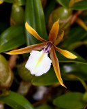 20182061 - Dinema polybulbon 'CBS Max' CCE/AOS (96 points) 1-27-18 (U of Minn College of Bio Sci Conservatory) flower