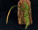 20182065 - Oberonia lycopodiodes 'Morrison's Mischief' CBR/AOS 1-27-18 (William Morrison) plant