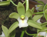 20182072 - Cymbidium Dag ‘Dorothy’ HCC/AOS (79 points) 2-3-18 (Gary Lensmieyer)