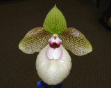 20182075 - Paph. Fanaticum ‘Zack’ AM/AOS (83 points) 2-3-18 (Orchid Inn)