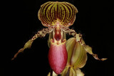 20182080 - Paph. Transdoll 'Twin Sisters' HCC/AOS (78 points) 2-17-18 (Terry Partin)