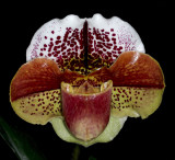 20182091 - Paphiopedilum Hampshire Kin 'Hampshire' HCC/AOS (76 points) 3-10-18 (Arnold Klehm)