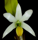 20182092  -  Dendrobium  scabrilinge  Biju  HCC/AOS  (78  points)  3-10-18  (Steve  Gonzalez)  flower